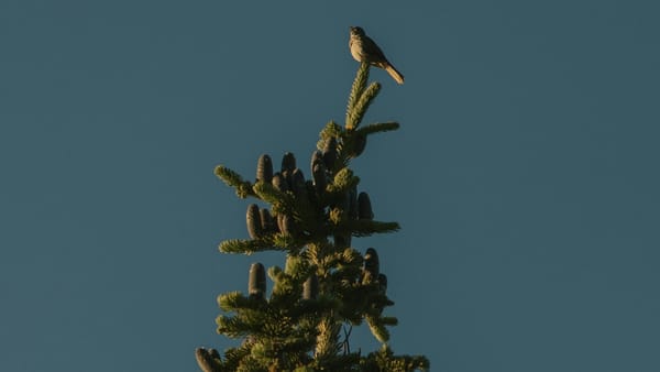 Tavoitteiden saavuttaminen ja onnistuminen – näin rakennat polun kohti pysyvää muutosta